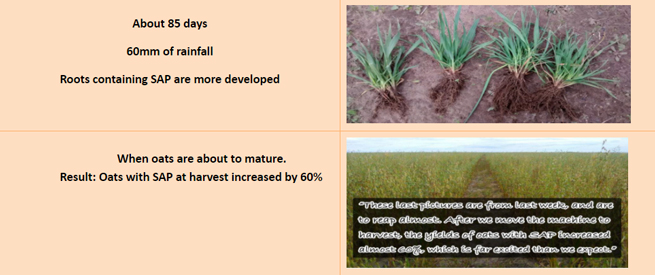 SOCO<ALIMT >®</ALIMT> Water Retaining Agent in Oats Planting