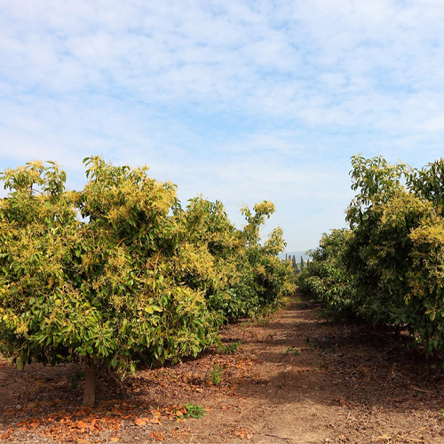 avocado_tree(1).png